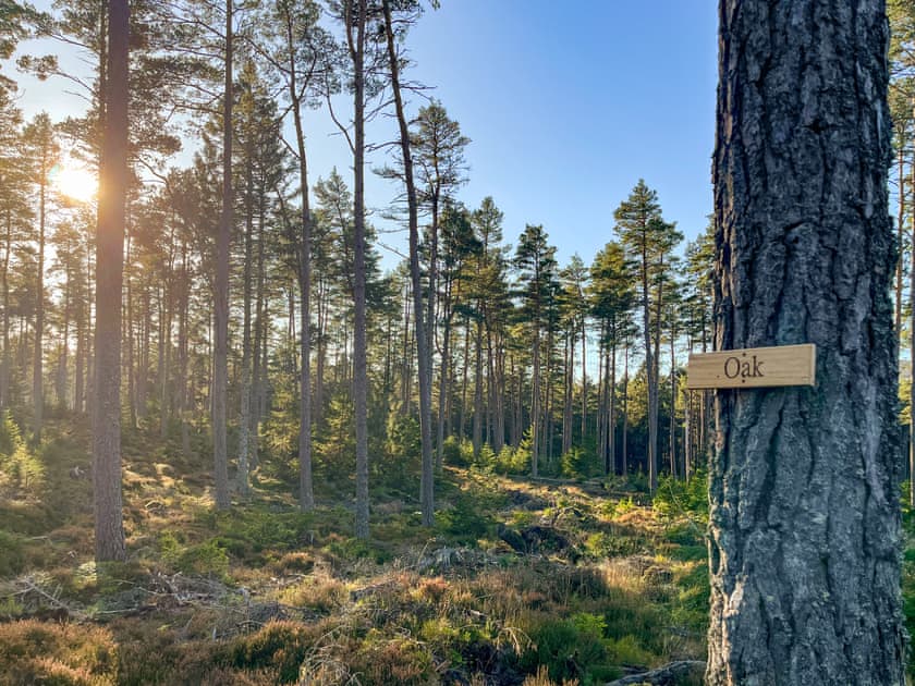 Surrounding area | Oak - Cairngorm Bothies, Ballater