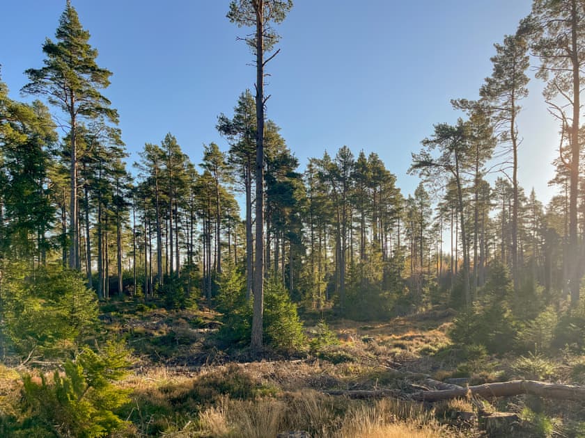 Surrounding area | Rowan - Cairngorm Bothies, Ballater