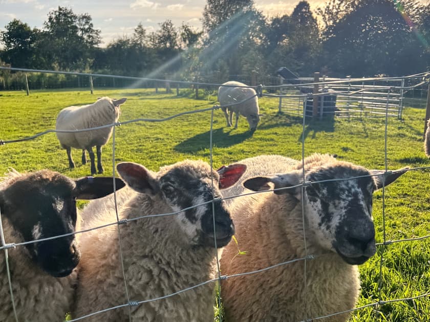 Surrounding area | Herdwick, Grove