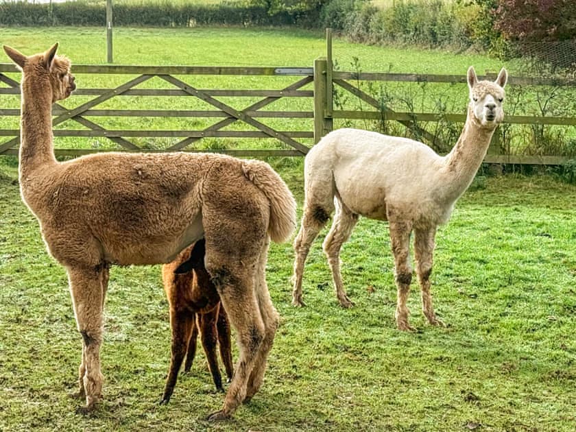 Surrounding area | Bluebell House, Compton Dundon