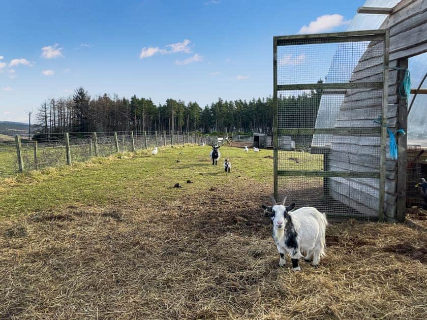 Outdoor | Honeysuckle Bale Cabin - Straw Bale Cabins, Dallas