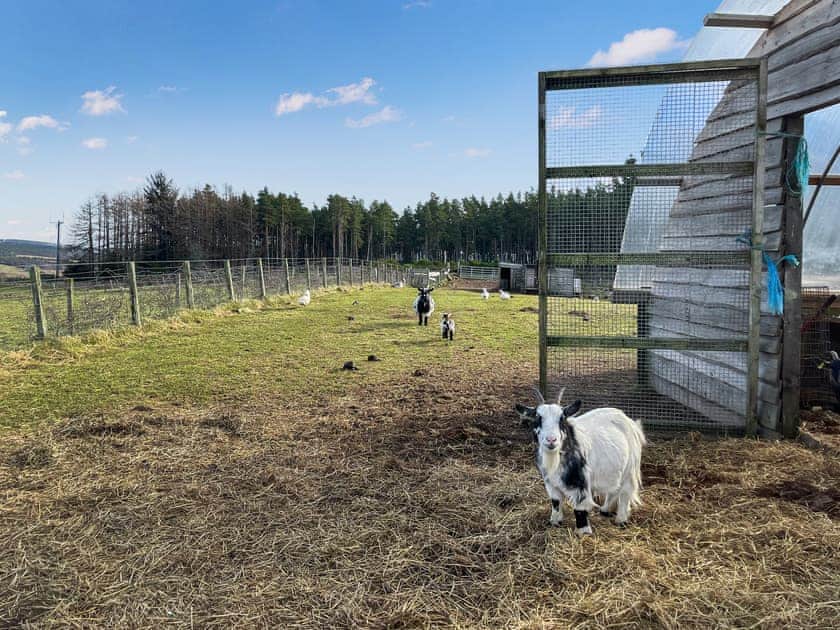 Outdoor | Willow Bale Cabin - Straw Bale Cabins, Dallas