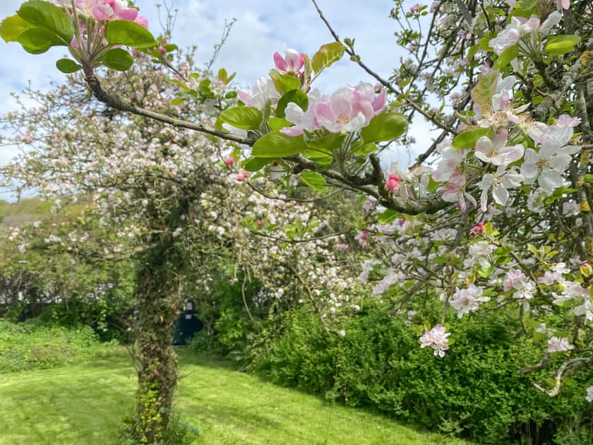 Malt House’s apple trees in the Spring | Malt House, Skenfrith, near Monmouth