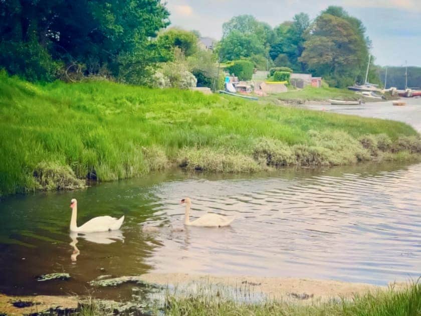 Resident Swans | Oystercatcher Cottage, Llangwm, near Haverfordwest