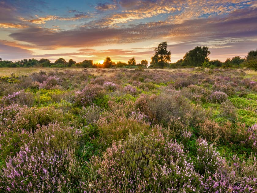 Cannock Chase