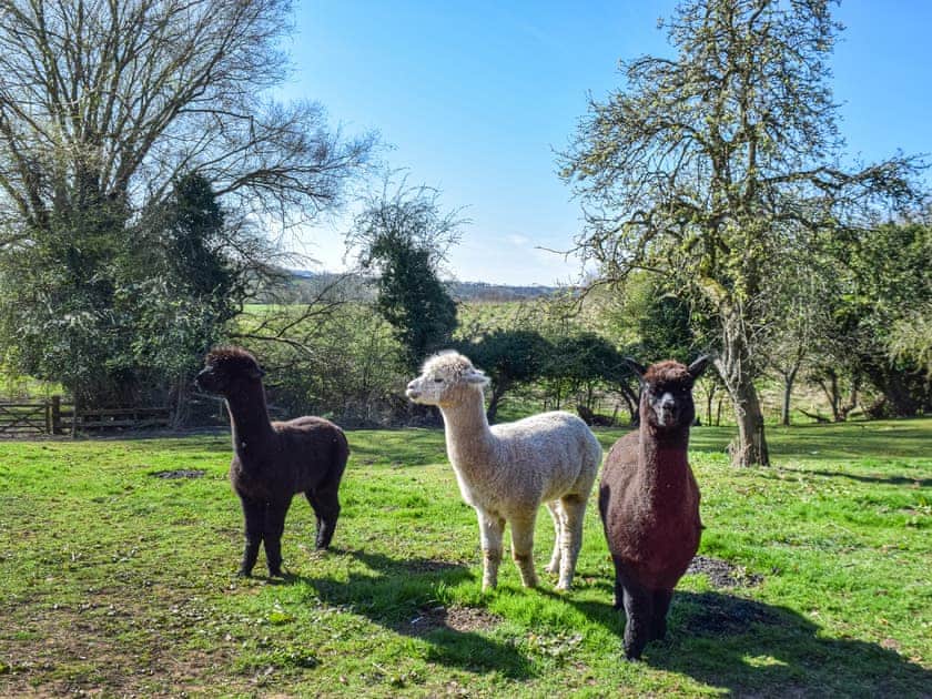 Outdoor | Alpaca Lodge, Bartington, near Northwich