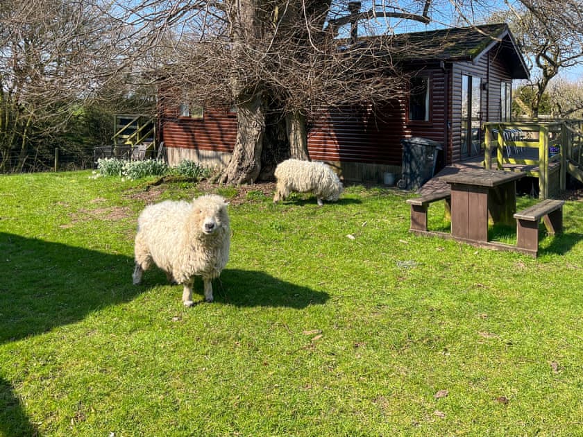 Sheep grazing the woodland garden  | Drumble Lodge, Newbold Astbury, Congleton
