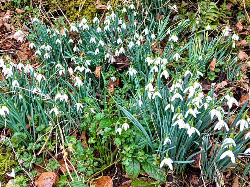 Garden | The Cabin In The Woods - Tanyrallt Holidays Lets, Llanybydder, near Lampeter