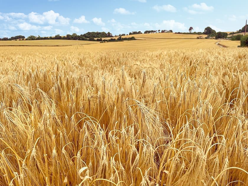 Surrounding area | The Oast - New Shelve Farm Holidays - New Shelve Farm Holidays, Lenham, near Maidstone