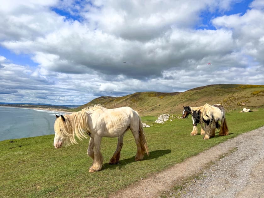 The Gypsy Cobs who roam freely on the Vile at Worms Head which is a National Trust area  | Bungalow Highfields, Port Eynon