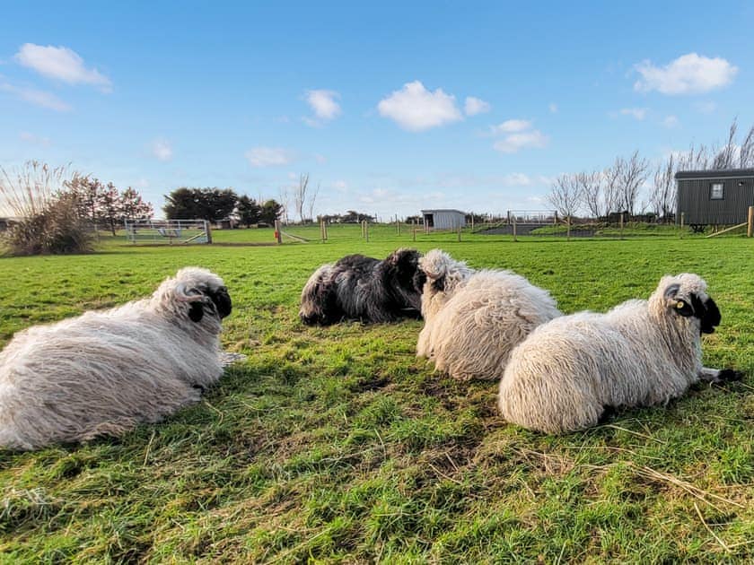 Surrounding area | Cater Tober Haven, Watten, near Wick