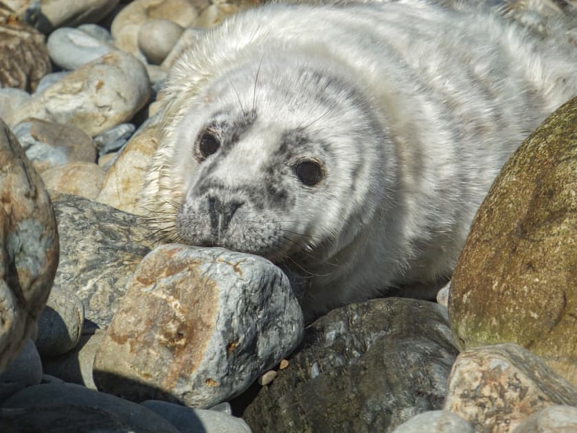 Fishguard’s wildlife | Carreg yr Eos, Fishguard