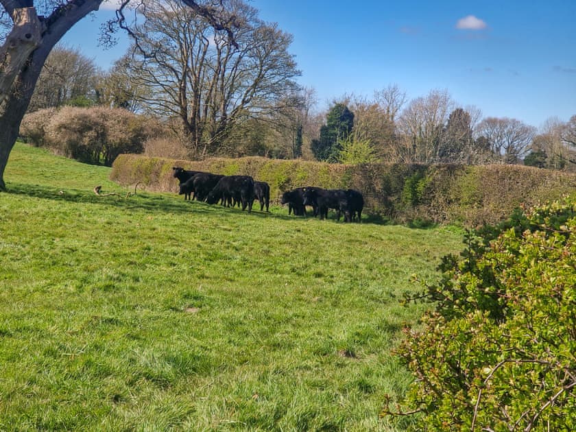 Outdoor | Oak Barn, Metton