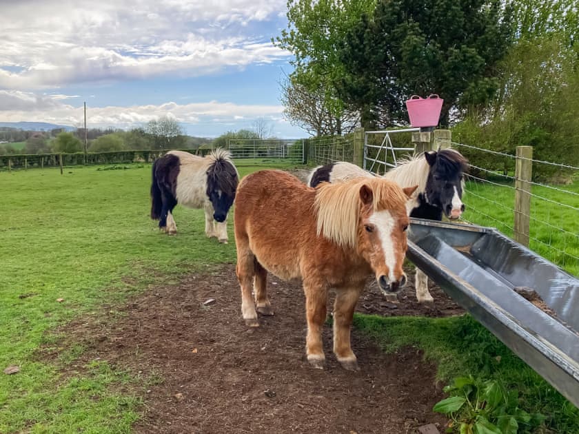 Mr Peanuts, Mini and Tilly | Ash Cottage - Kirklandholm Cottages, Kirklandholm, near Ayr