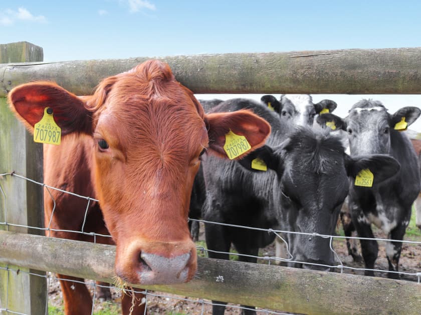Surrounding area | Teifi Cottage - Ffynnongrech Farm Cottages, Talley, near Llandeilo