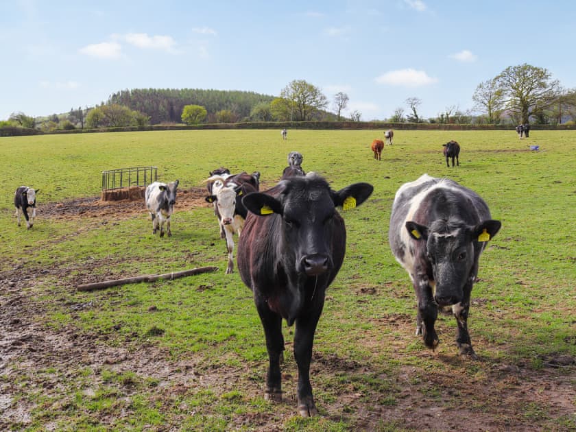 Surrounding area | Towy Cottage - Ffynnongrech Farm Cottages, Talley, near Llandeilo