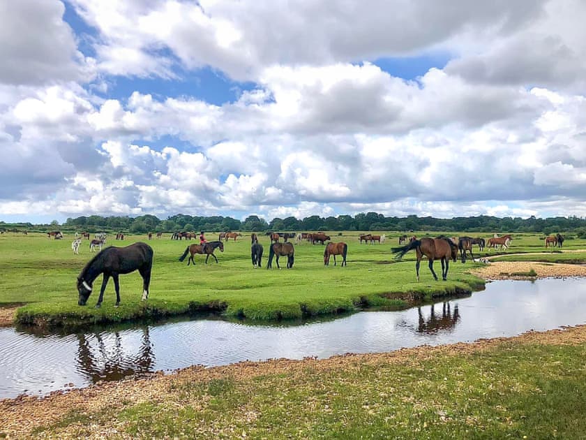 Lots of beautiful walks straight from your door. | The Annexe @ The Roost, Frogham, near Fordingbridge