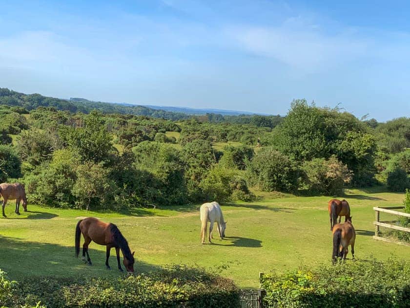 The view from your sofa | The Annexe @ The Roost, Frogham, near Fordingbridge