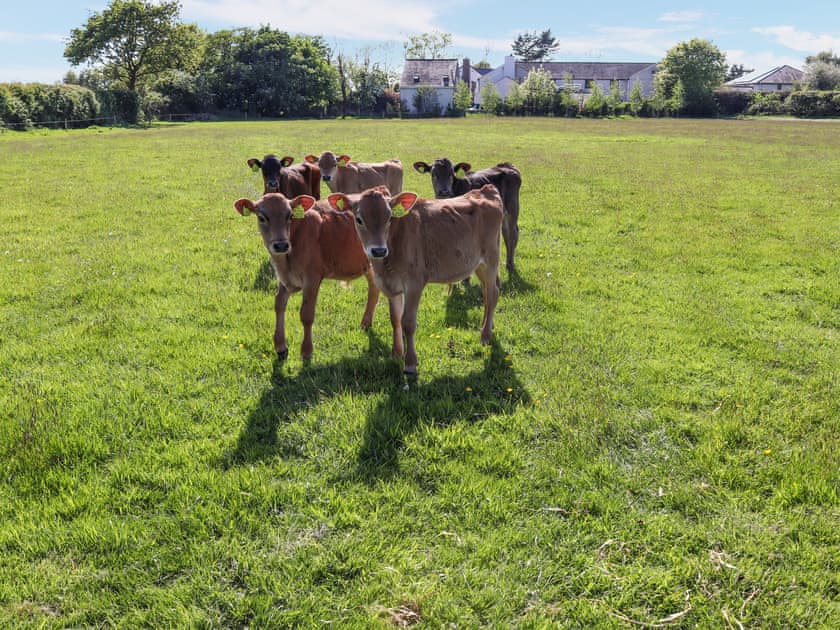 Surrounding area | Awel Deg - Anglesey Holiday Pods, Brynsiencyn, near Newborough