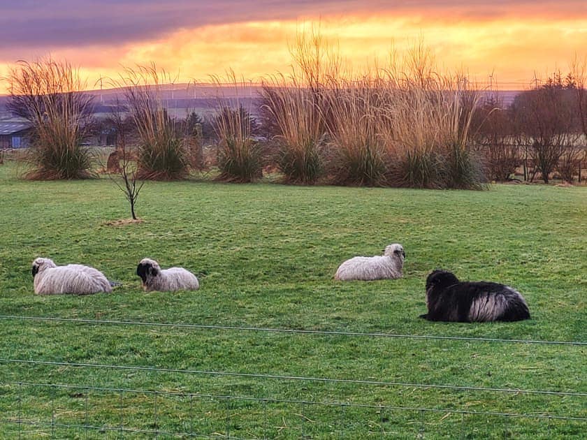Surrounding area | Cater Tober Haven, Watten, near Wick