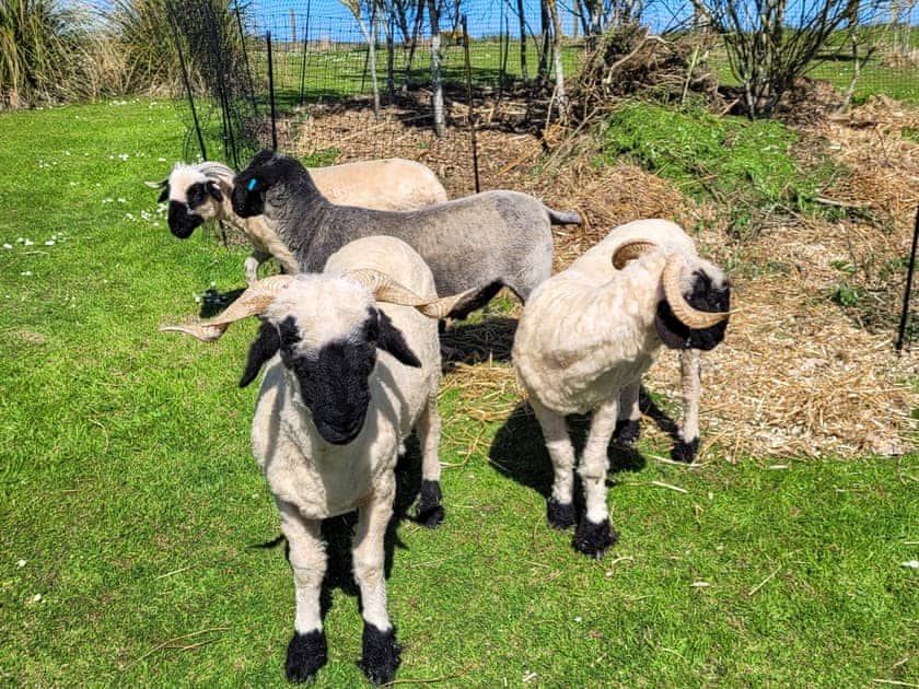 Surrounding area | Cater Tober Haven, Watten, near Wick