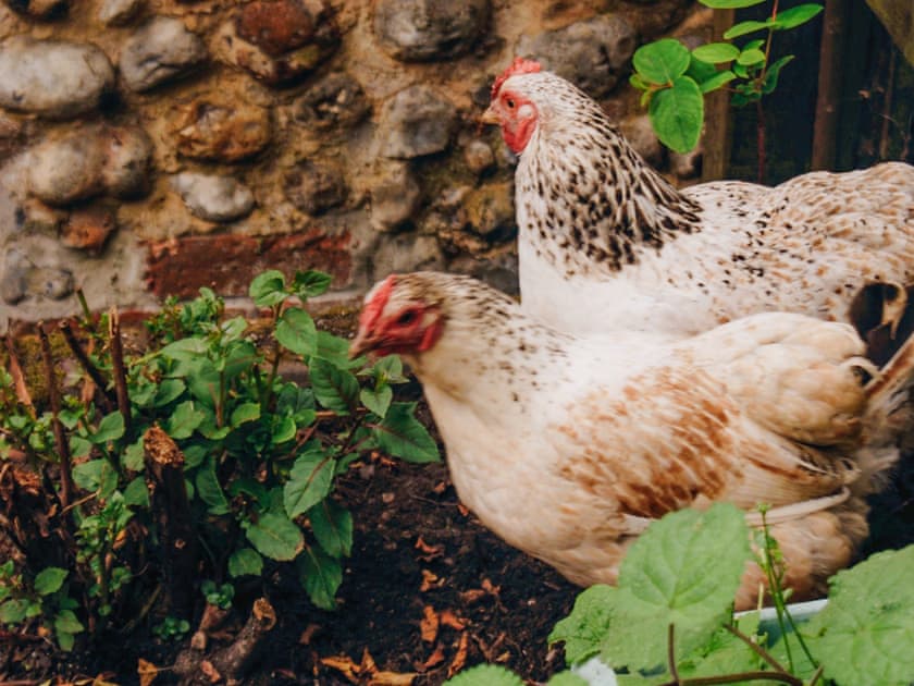 Exterior | Sparrow Green Farm Cottage - Sparrow Green Farm, Sparrow Green, near Dereham