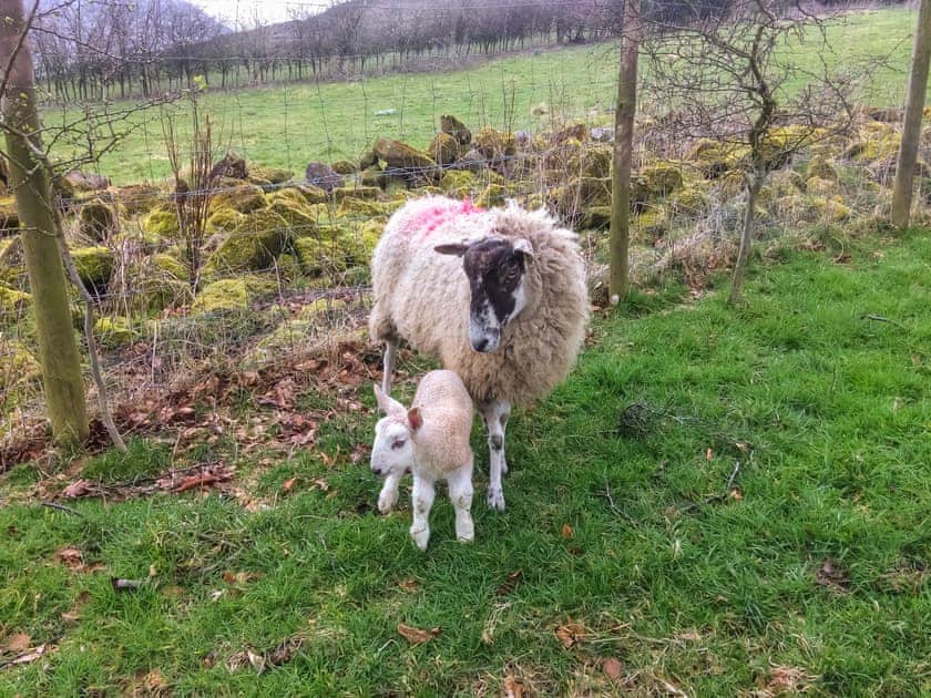 Surrounding area | Crossbill Cottage, Chopgate near Stokesley
