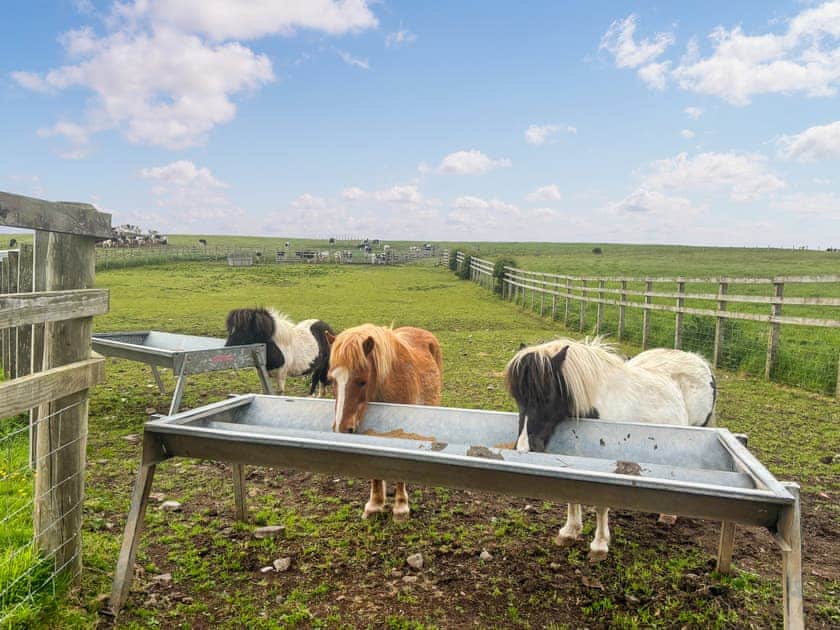 Shetland Ponies | Acorn Cottage - Kirklandholm Cottages, Kirklandholm, near Ayr