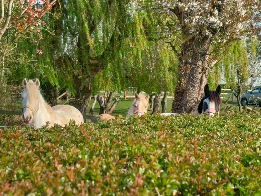 Some of our horses you may see around | The Crofts, Winsford