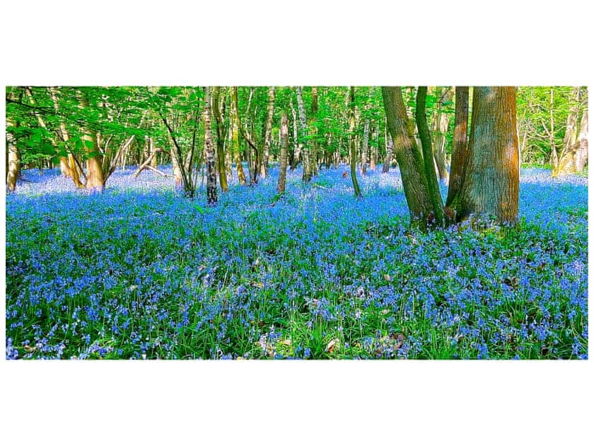 Our blue bell wood | Croft Lodge Studio, Leominster