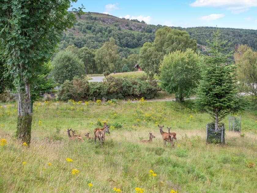 Exterior | Strix - Eagle Brae, Beauly, near Drumnadrochit
