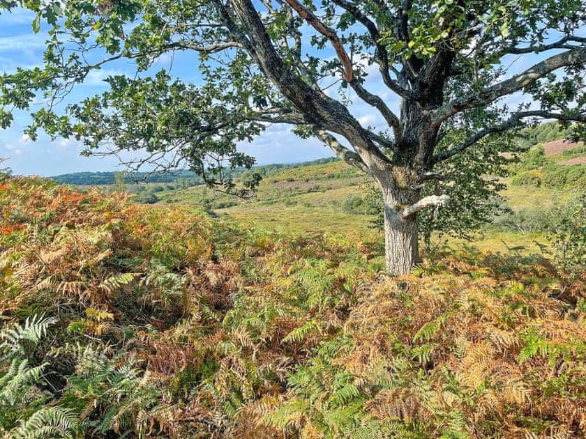 Forest walks from cottage paddock gate | Picket Hill Cottage - New Forest Cottages, Picket Hill, near Ringwood