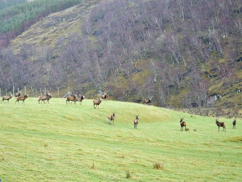 Deer in Strathconan Glen | Glacour Studio - Strathconon Cottages, Strathconon, Muir of Ord