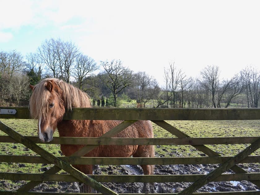 Ty Newydd Cottage, Salem, nr. Llandeilo
