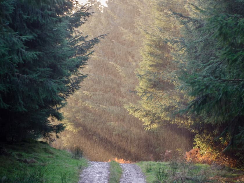 Abundant tall pine forests | Blairinnie, Diamonds Laggan - Barwhillanty Estate, Parton, near Castle Douglas