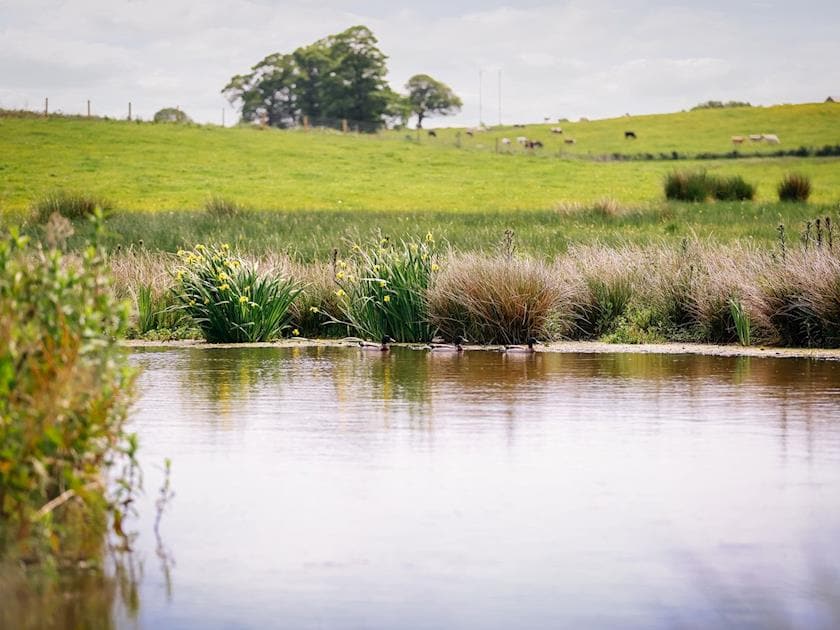 Pond in farmland | Millmoor Farm, Bickley, near Malpas