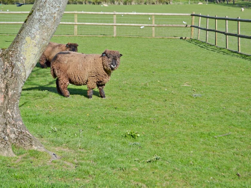 Sheep | The Blue Loft, Playden, near Rye