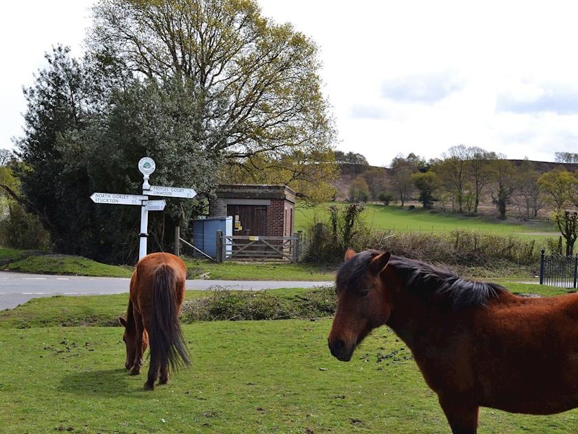 New Forest ponies grazing in the village | Weaver’s Lodge, North Gorley, near Fordingbridge