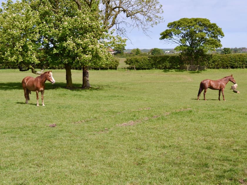 Surrounding fields with horses | The Pavilion, Killerby, near Scarborough