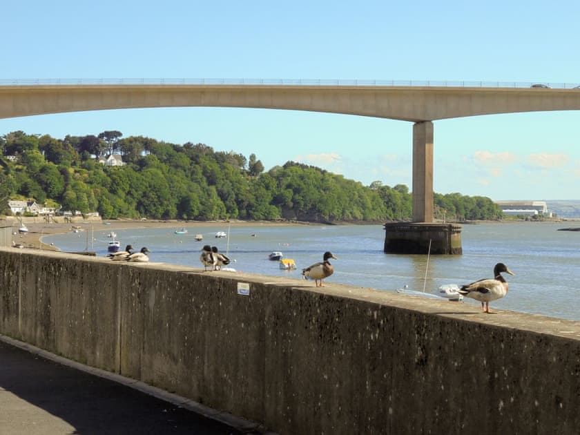 Ducks by the river | Riverside Mews, Bideford