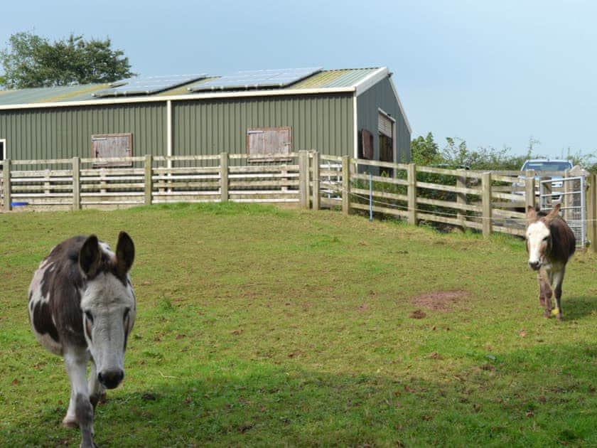Donkeys to pet | Paxton View Barn, Llanddarog, near Carmarthen