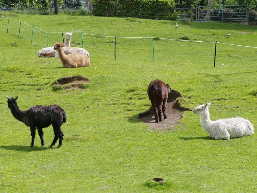 Aplacas are farmed close by the property and make an interesting diversion | Ivy Cottage, Chedworth, near Cheltenham