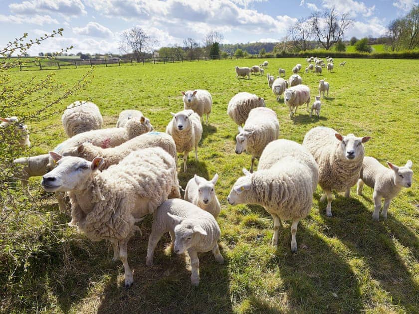 During spring lambing takes place throughout Chedworth | Ivy Cottage, Chedworth, near Cheltenham