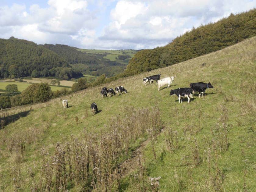 View towards the east from one of the surrounding fields | Tyllwyd Farmhouse, Capel Bangor, near Aberystwyth