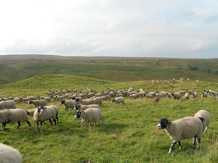 Wide open moorland | Beech Cottage, Carlton-in-Coverdale near Leyburn