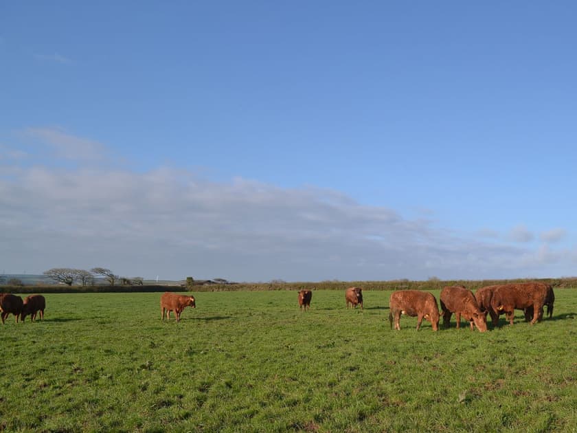 Peacefully located close to the North Cornish coast | Beckaveans Stable - Beckaveans, Jacobstow, near Bude