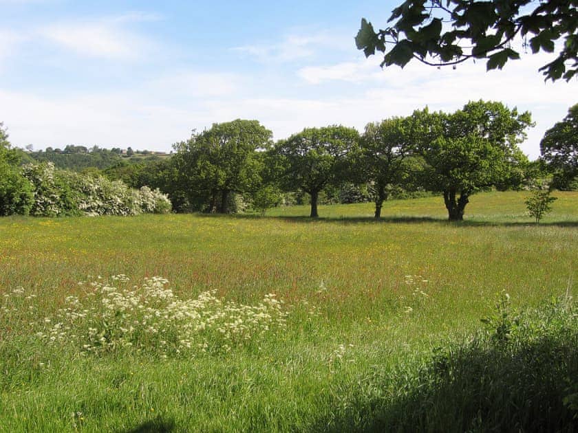 Wildflower meadow | Chestnut Cottage, Priestfield Grange - Willow Cottage - Prestfield Grange, Old Brampton, near Chesterfield