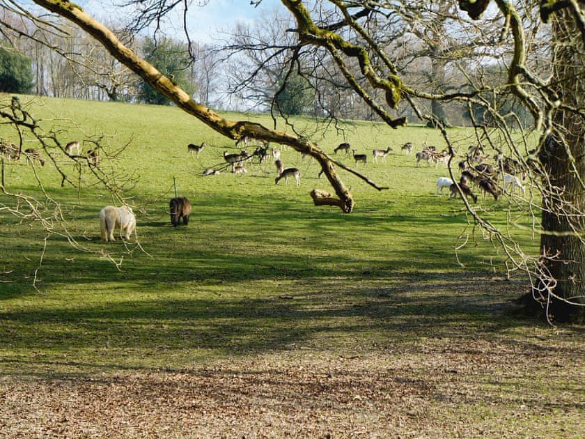Surrounding fields and woodland full wildlife, including herds of deer | Horncombe Stables, Ardingly, near Haywards Heath