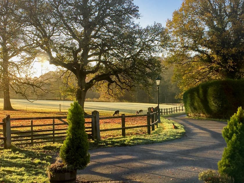 Surrounding fields and woodland full wildlife, including herds of deer | Horncombe Stables, Ardingly, near Haywards Heath