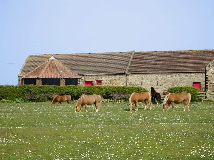 Set on a quiet arable farm with a resident herd of Welsh mountain ponies | Brier Dene End Cottage - Brier Dene Farm Cottages, Old Hartley, near Whitley Bay 